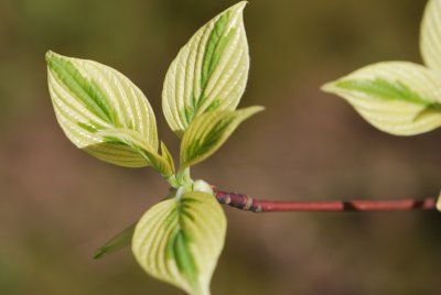 Cornus controversa 'Variegata' - svída sporná 'Variegata' - jarní listy (5)